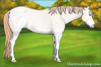 Horse Color:White Spotted Buckskin Pearl Dun Sabino Appaloosa 