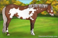 Horse Color:Silver Bay Frame 