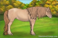 Horse Color:Gold Champagne 