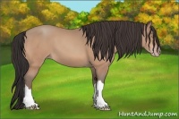 Horse Color:Amber Champagne 