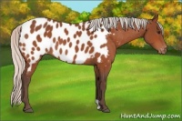 Horse Color:Silver Bay Appaloosa