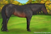 Horse Color:Brown Rabicano  Brindle