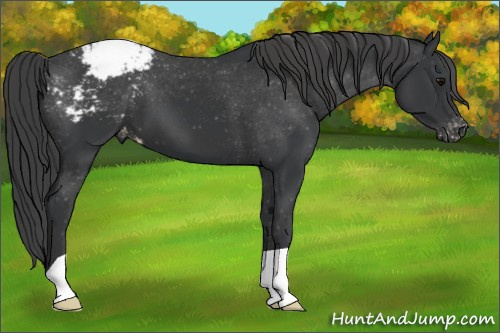 Horse Color: Black Snowcap 