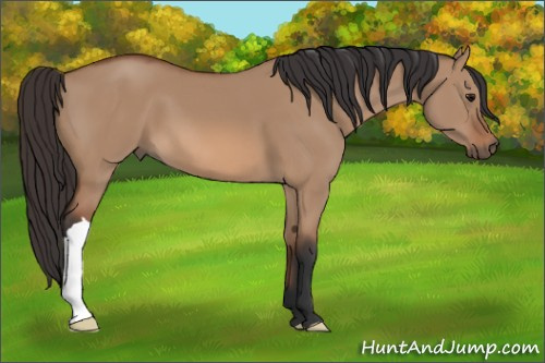 Horse Color: Bay Dun 