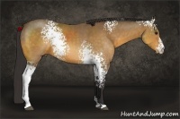 Horse Color:White Spotted Buckskin Sabino 