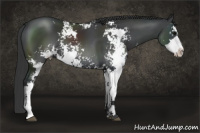 Horse Color:Black Sabino 