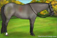 Horse Color:Buckskin Dun 