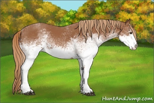 Horse Color: White Spotted Chestnut 