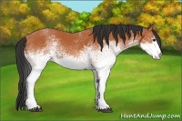 Horse Color:White Spotted Bay 