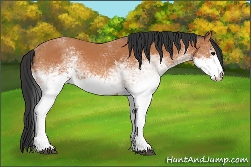 Horse Color: White Spotted Bay 