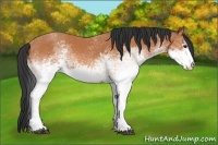 Horse Color:White Spotted Bay 