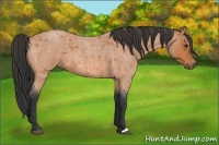 Horse Color:Bay Roan 