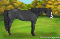 Horse Color:Blue Roan Splash 