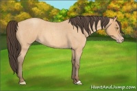 Horse Color:Amber Champagne Roan 