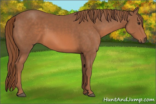 Horse Color: Liver Chestnut Sabino 
