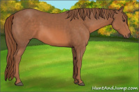 Horse Color:Liver Chestnut Sabino 