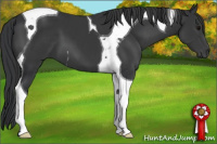 Horse Color:Brown Tobiano 