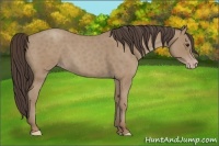 Horse Color:Classic Champagne Roan 