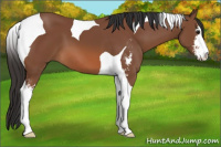 Horse Color:Bay Sabino Tobiano 