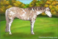 Horse Color:Black Pearl Sabino 