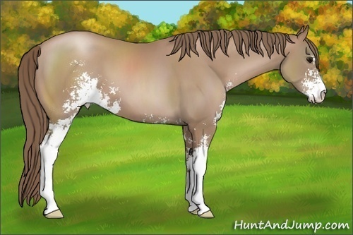 Horse Color: Black Pearl Sabino 