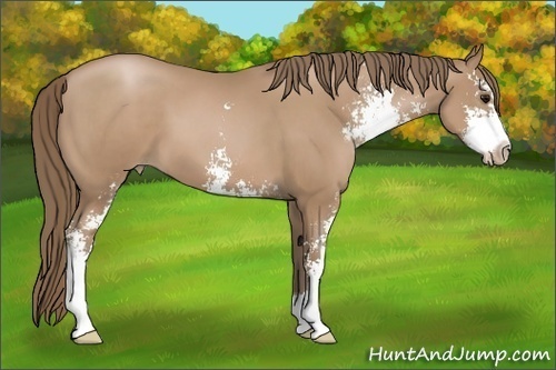 Horse Color: Black Pearl Sabino 