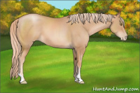 Horse Color:Chestnut Pearl 