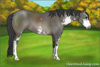 Horse Color:Black Sabino