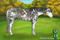 Horse Color:Black Sabino 