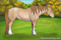 Horse Color:Chestnut Pearl 