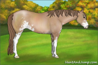 Horse Color:Black Pearl Sabino 