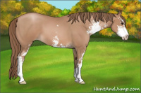 Horse Color:Black Pearl Sabino 