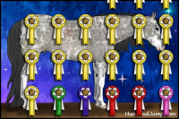 Horse Color:Black Ice Sabino