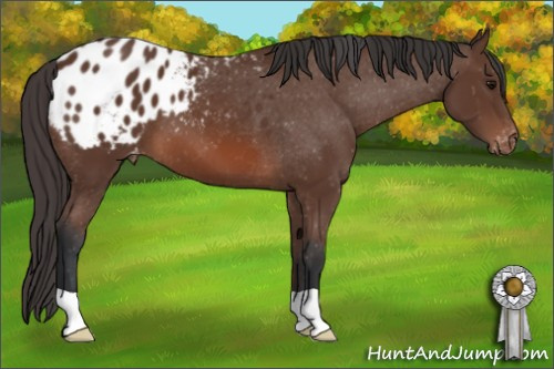 Horse Color: Bay Blanket 