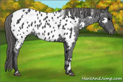 Horse Color: White Spotted Brown Blanket 