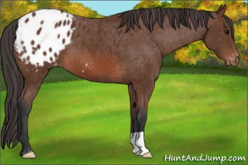 Horse Color: Bay Blanket 