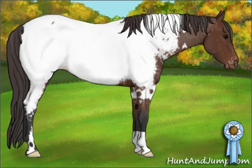 Horse Color: White Spotted Bay Near Fewspot 