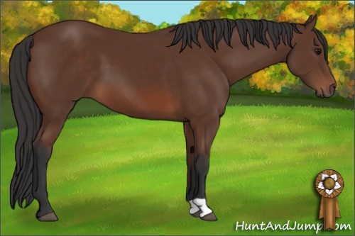 Horse Color: Bay 