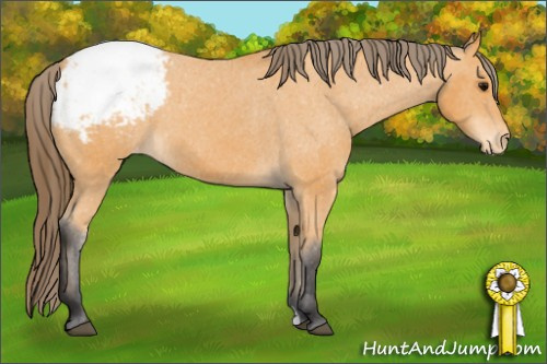 Horse Color: Buckskin Snowcap 