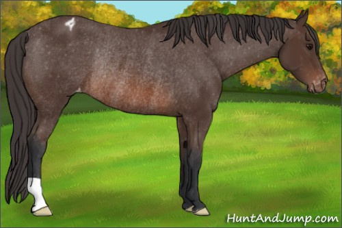 Horse Color: Bay Blanket Rabicano 