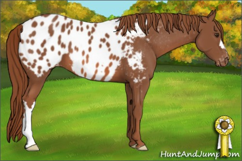Horse Color: Liver Chestnut Blanket 