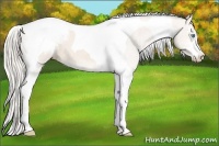Horse Color:Cremello Sabino Tobiano Snowcap Rabicano 