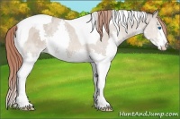 Horse Color:Sable Champagne Dun Splash Tobiano Blanket Rabicano 