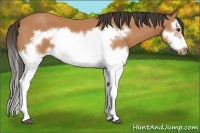 Horse Color:Bay Splash Frame 