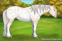Horse Color:Gray Silver Sable Cream Champagne Dun Tobiano Appaloosa 