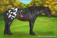 Horse Color:Brown Appaloosa 