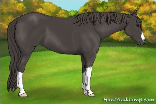 Horse Color: Smoky Black 