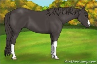 Horse Color:Smoky Black 