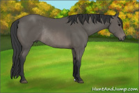 Horse Color:Black Rabicano 