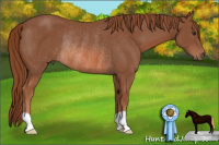 Horse Color:Liver Chestnut Rabicano 